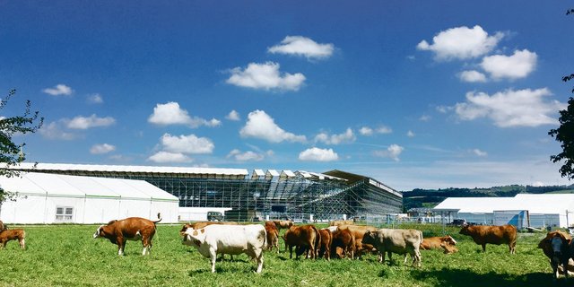 Kurz vor dem Eidgenössischen Schwing- und Älplerfest in Zug weidet Landwirt Freimanns Mutterkuhherde noch die Wiese vor der gigantischen Arena ab.(Bild Mathieu Emmenegger)