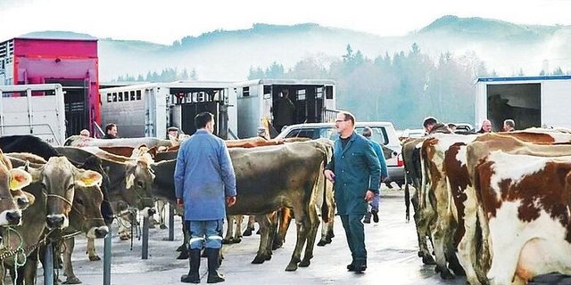 Der Schlachtviehhandel läuft besser als letztes Jahr um diese Zeit. Diese Woche wurden die Kühe auf den Märkten im Kanton Bern deutlich überboten.