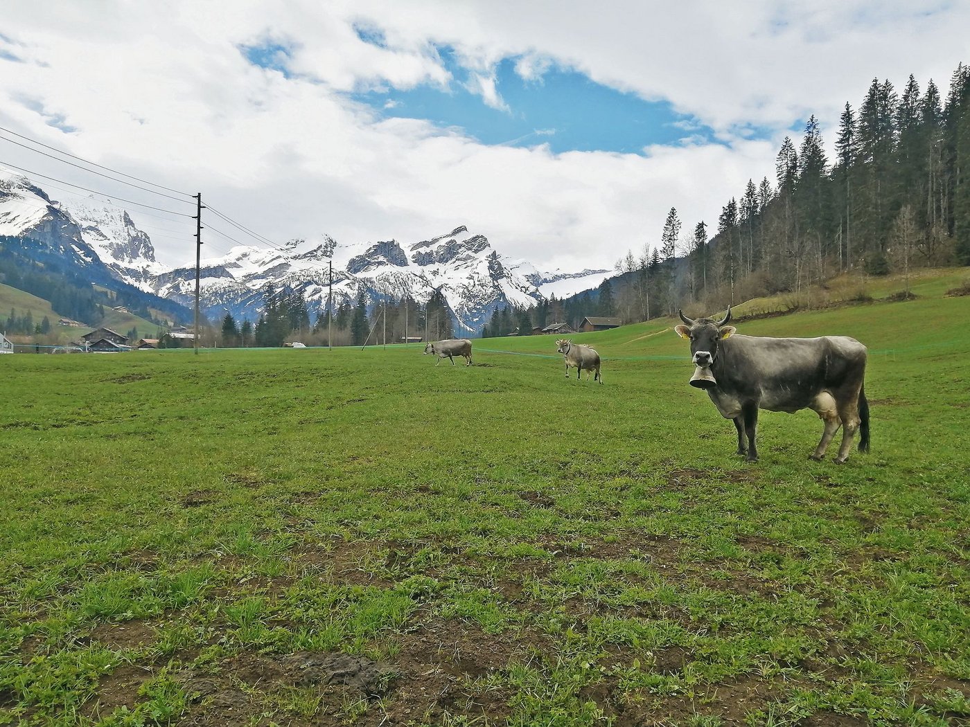 Käthi, Kalinka und Kolibri geniessen die Zeit auf der Weide. (Bild Toni Bergmann)