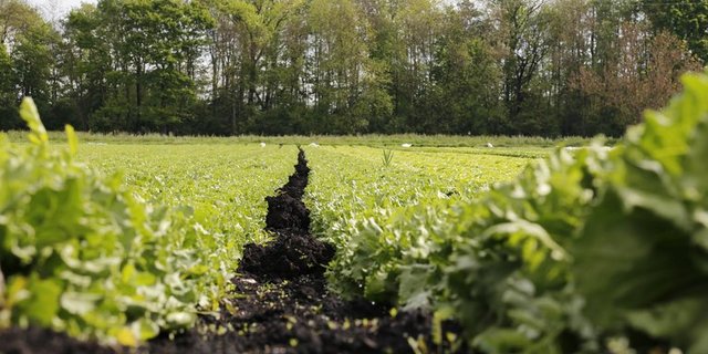 Früher Sumpfgebiet - heute fruchtbares Kulturland. (Bilder ji)