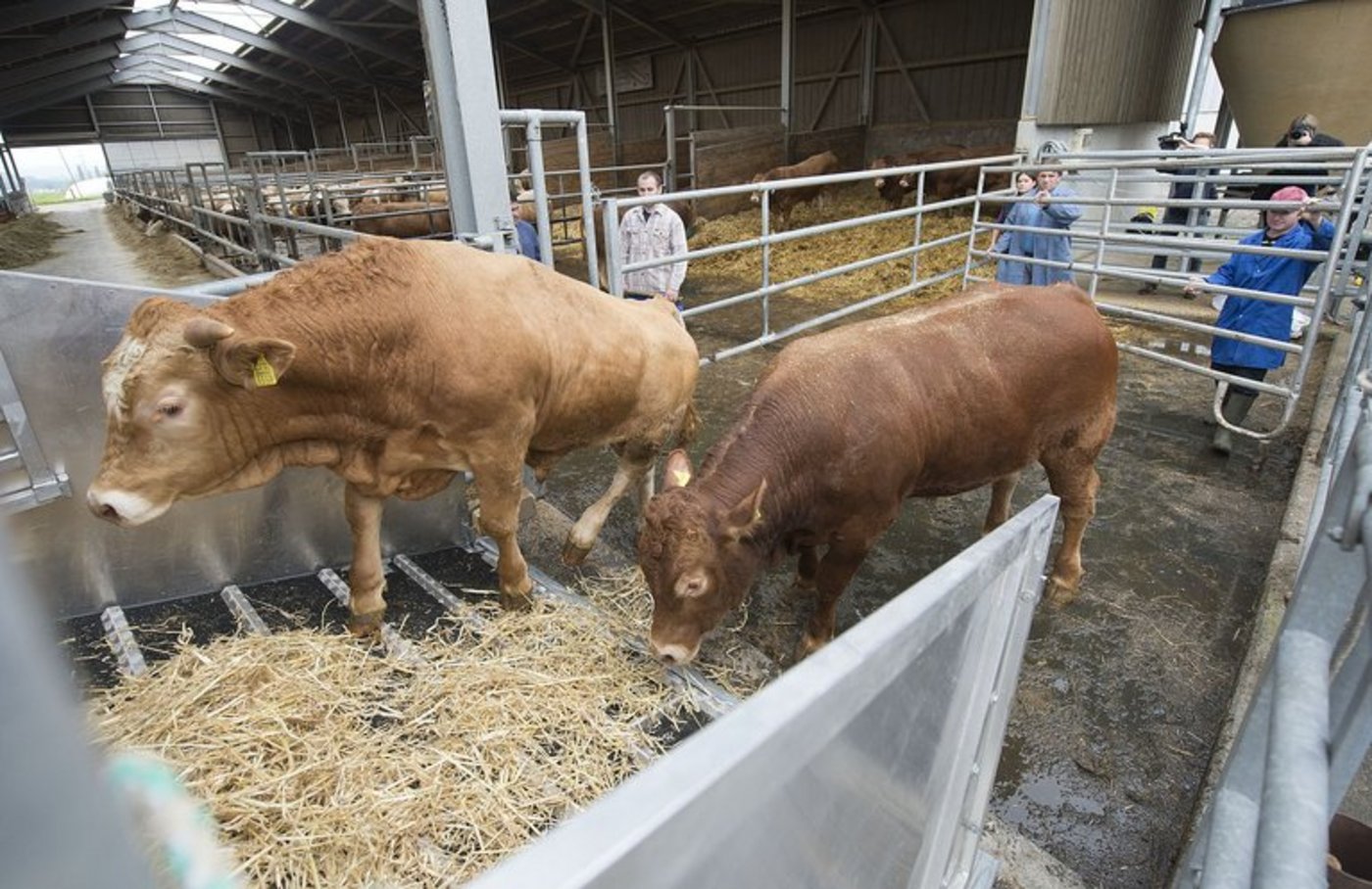 Der STS-Kontrolldienst schaut auch darauf, wie Tiere verladen und transportiert werden. (Bilder STS)