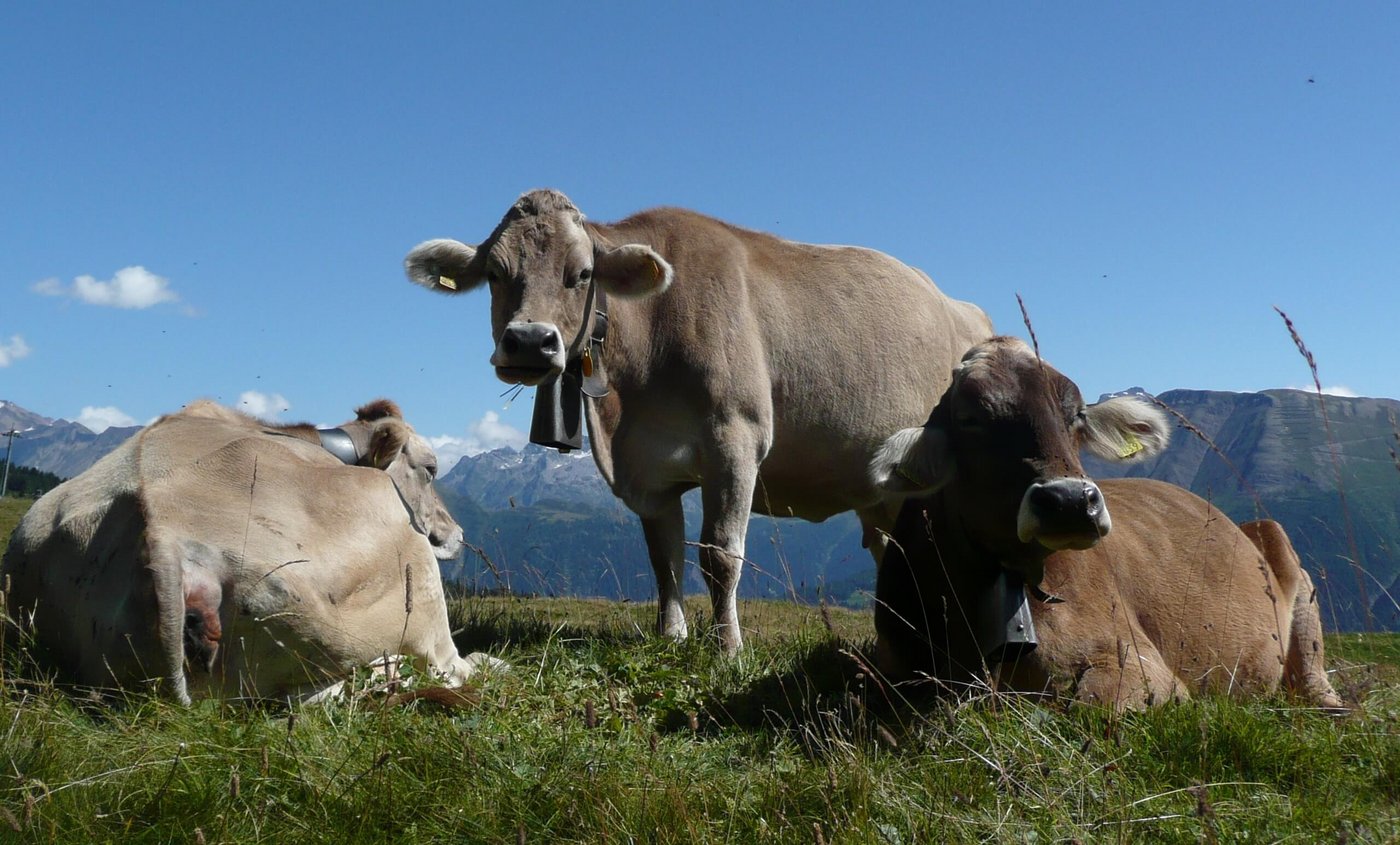 Kühe zum Schlachten sind jetzt sehr gesucht. Sie gelten Fr. 8.40, das sind nur 10 Rp. weniger als vor dem Lockdown. (Bild SBV)
