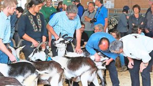 Ob mit dem bestehend Ob mit dem bestehenden System oder mittels LBE – die Geissen werden auch zukünftig genau unter die Lupe genommen.