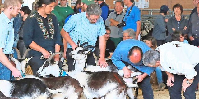 Ob mit dem bestehenden System oder mittels LBE – die Geissen werden auch zukünftig genau unter die Lupe genommen.