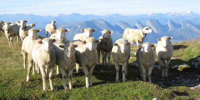Nationalrat Andreas Aebi (SVP/BE) will für die  Jungschafe RAUS-Beiträge einführen. (Bild Lid)
