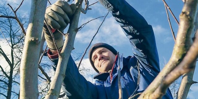 Manfred Müller beim Baumschnitt. «Jungbäume sind wie Kinder», sagt er. 