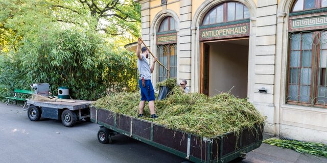 Das frisch gemähte und angelieferte Gras wird im Zoo verteilt. (Bilder Zoo Basel)