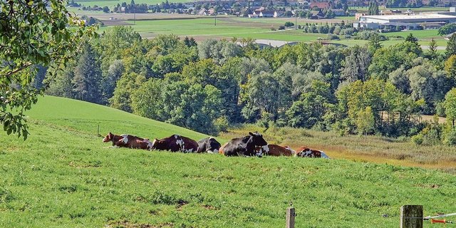 RAUS und der Weidebeitrag gibt in vielen Kantonen zu reden. Es bestehen Unsicherheiten. 