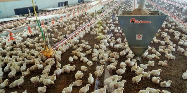 Eine Geflügelmasthalle wie sie in der Schweiz üblich ist. (Bild: lid)