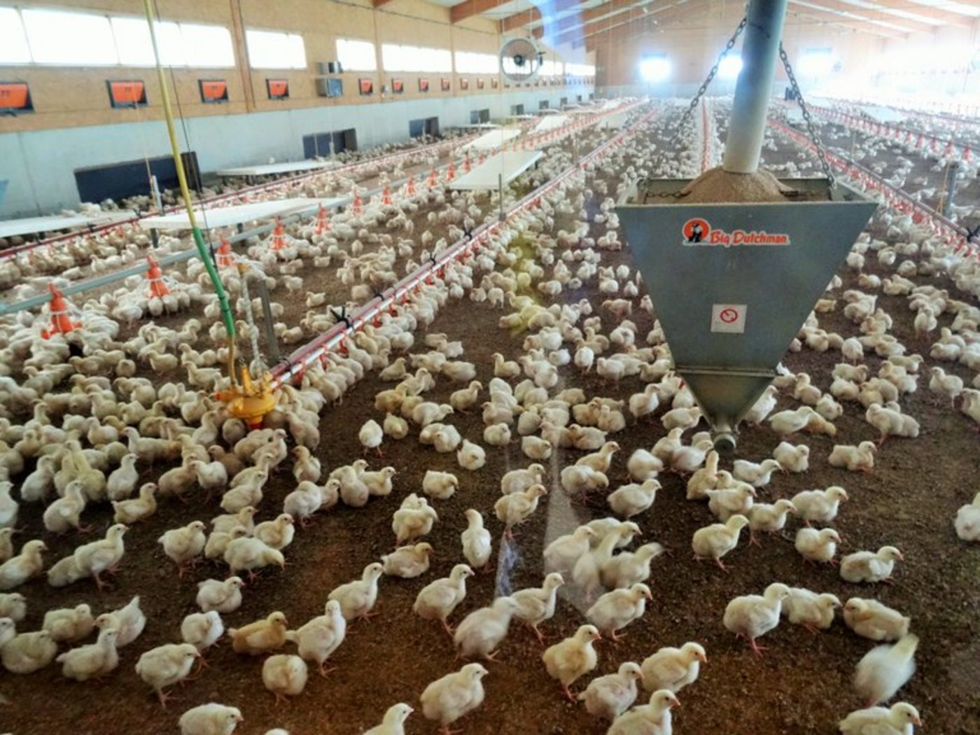 Eine Geflügelmasthalle wie sie in der Schweiz üblich ist. (Bild: lid)