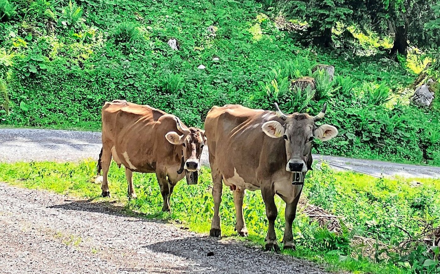 Die Kühe der Rasse Original Braunvieh.