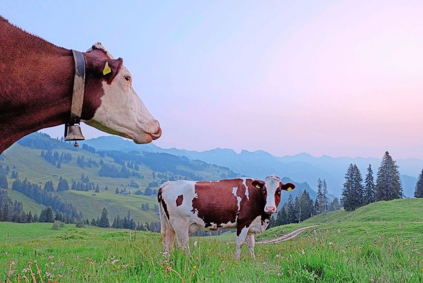 Es ist bereits hell, wenn wir am Morgen die Kühe von der Weide holen.