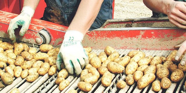 Die Kartoffelernte ist vorbei, der veränderte Markt stellt viele vor grosse Herausforderungen. (Bild BauZ)