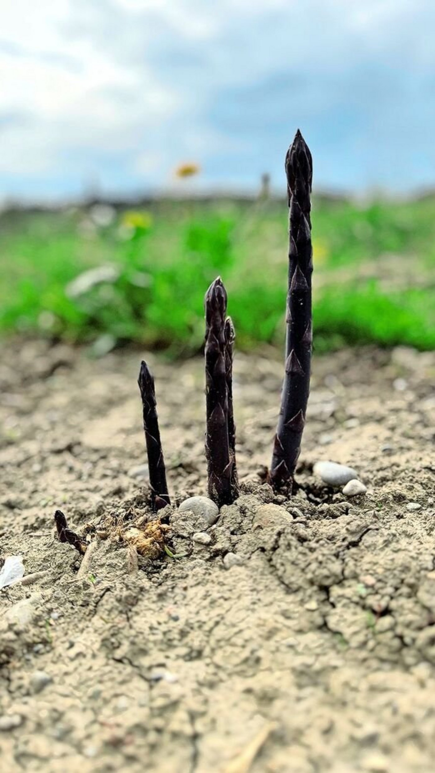 Die violetten Spargeln sind auch roh ein Genuss. 