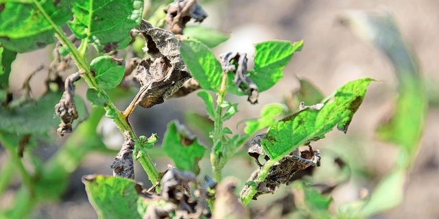  OGA hingegen entsteht beim Abbau von pflanzlichen Zellwänden, z. B. beim Angriff durch einen Erreger. 