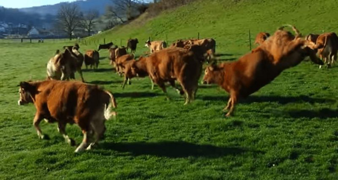 «Dieses Bild sagt doch alles aus über die Vorteile von Bio Weide-Beef», sagt Linus Silvestri, Mitbegründer der IG BWB. (Bild Screenshot Video Reto Pfister)