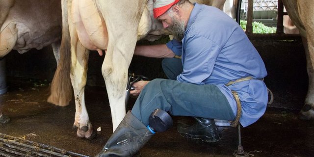 Mit einfachster Technik beste Milchqualität: Gutes Anrüsten sei wichtig, gemolken wird direkt am Fressgitter in die Milchkannen. Albert Kälin beim Melken seiner Braunviehkühe. (Bild: Reto Betschart)