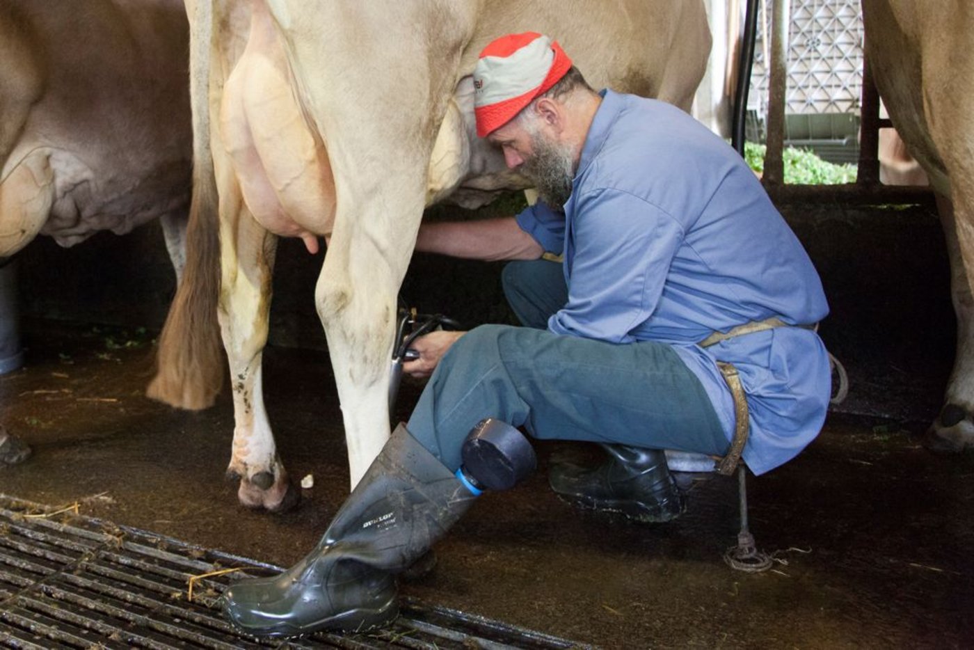 Mit einfachster Technik beste Milchqualität: Gutes Anrüsten sei wichtig, gemolken wird direkt am Fressgitter in die Milchkannen. Albert Kälin beim Melken seiner Braunviehkühe. (Bild: Reto Betschart)