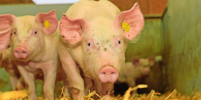 PMSG ist auf 90 ​​​​​​​% der Betriebe verboten.