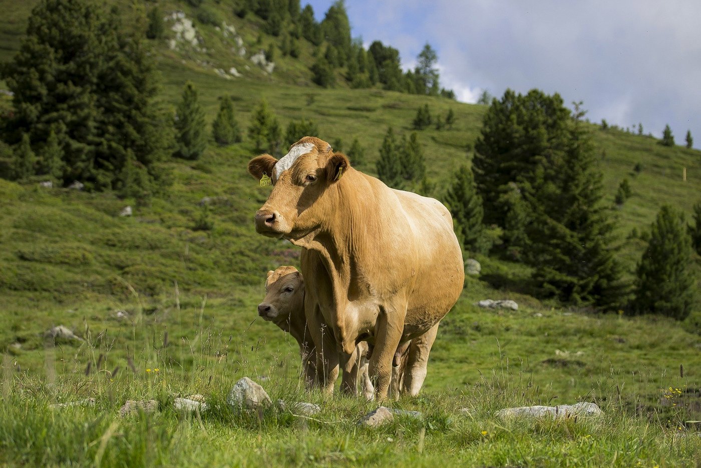 Mutterkühe werden unruhig, wenn sie Wölfe wittern, da sie ihre Kälber schützen wollen. Das kann aber auch für den Menschen gefährlich werden. (Bild pixabay) 