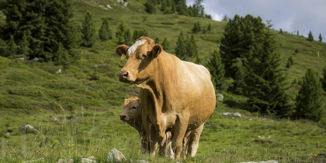 Mutterkühe werden unruhig, wenn sie Wölfe wittern, da sie ihre Kälber schützen wollen. Das kann aber auch für den Menschen gefährlich werden. (Bild pixabay) 