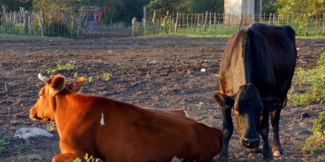 Lazarett in der sambischen Abendsonne: die zwei Patientinnen DC826 und DC57. (Bilder Markus Schär)