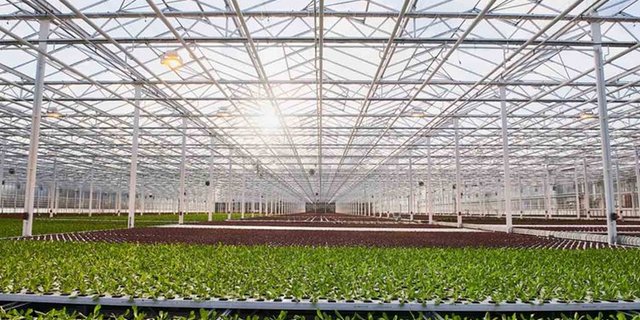 Die Pläne für ein Mega-Gewächshaus im Wallis sind vom Tisch. (Bild Migros)