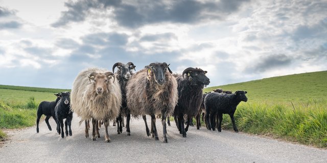 Der Beginn der Alpsaison bescherte der TVD für Schafe und Ziegen so viele Bewegungsmeldungen wie noch nie. (Bild Indentitas)