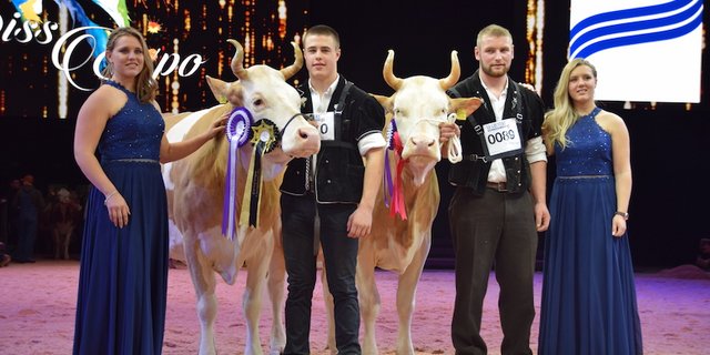 Die Simmental-Champion 2020 heisst Fabbio Azalea (links) von Ueli Schärz, Aeschi b. Spiez. Unetto Wallonie, Familie Schmid, Guggisberg BE, wurde Reserve-Champion. (Bild jba)
