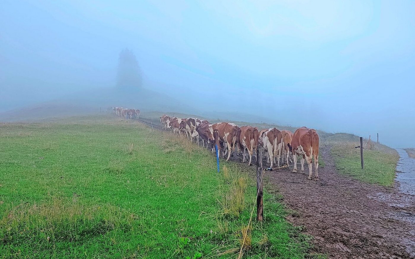 Die Motivation der Herde auf der Alp hält sich in Grenzen: Die Kühe gehen nicht weiter als bis dorthin, wo wir sie hingetrieben haben.(Bild Irina Peter)