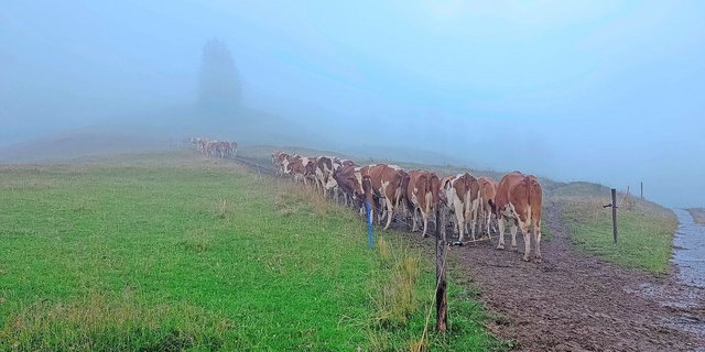 Die Motivation der Herde auf der Alp hält sich in Grenzen: Die Kühe gehen nicht weiter als bis dorthin, wo wir sie hingetrieben haben.(Bild Irina Peter)