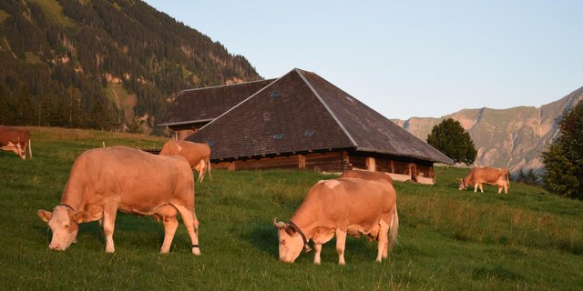 Die Simmentalerkühe der Familien Klötzli vor der Hütte. Sie sind wichtiger Bestandteil des Umzugs am 22. September in Bumbach, Schangnau. (Bild sb)