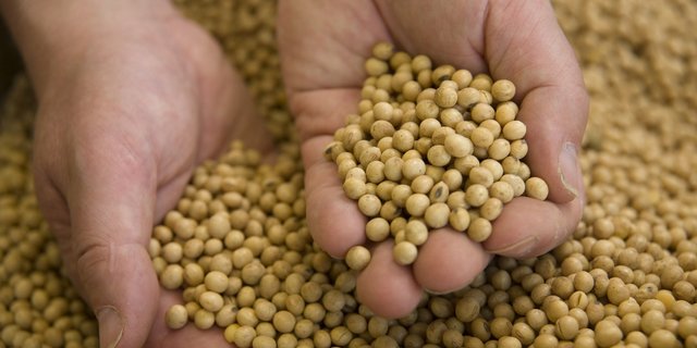 Seit rund 30 Jahren bemüht sich das Sortenzüchtungsprogramm von Agroscope auf die klimatischen Bedingungen der Schweiz abgestimmte Sojasorten zu züchten.(Bild: zvg/Noppa AG)