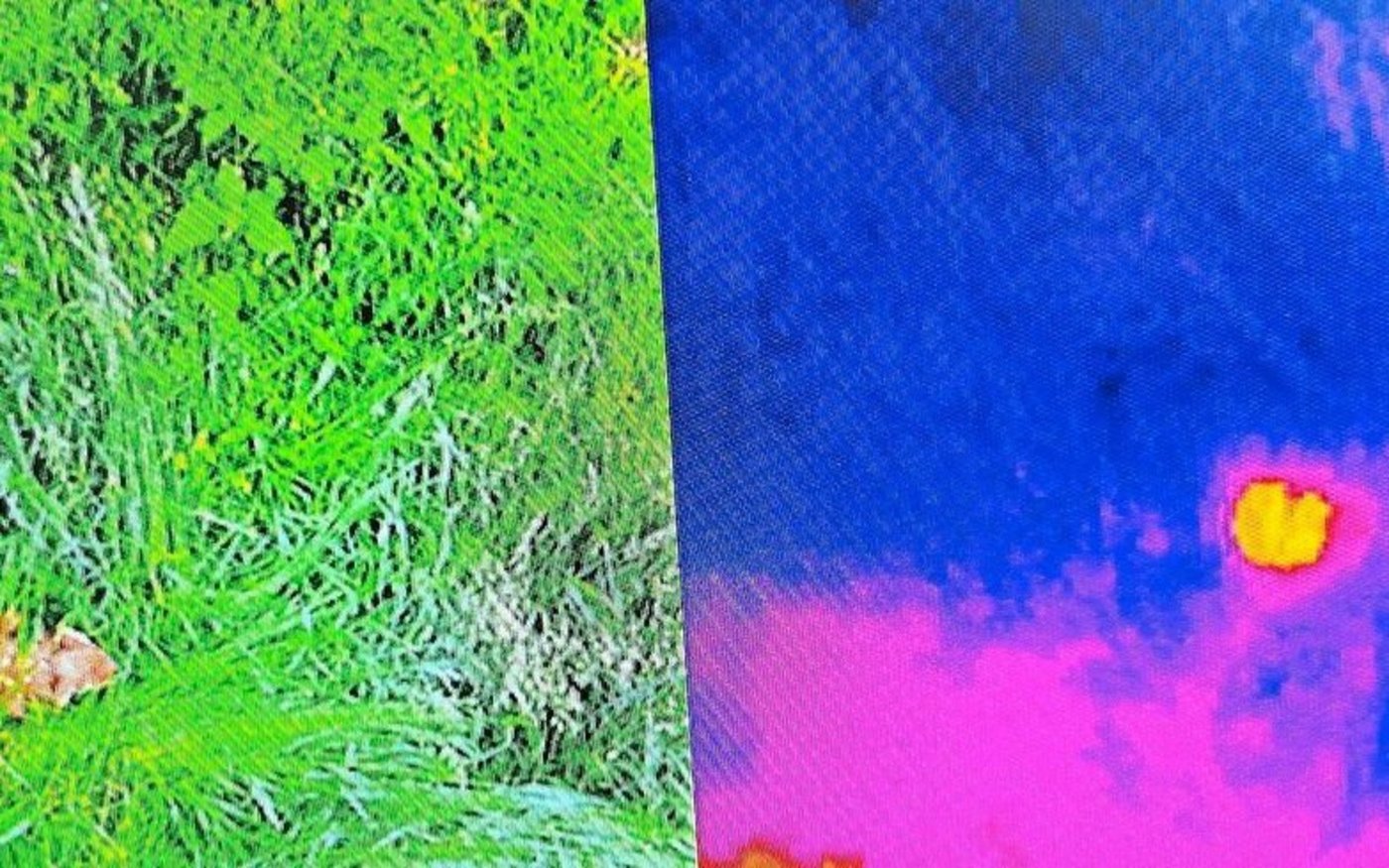 Die jungen Rehe sind deutlich als warme Körper sichtbar, auch wenn sie im hohen Gras verborgen liegen.