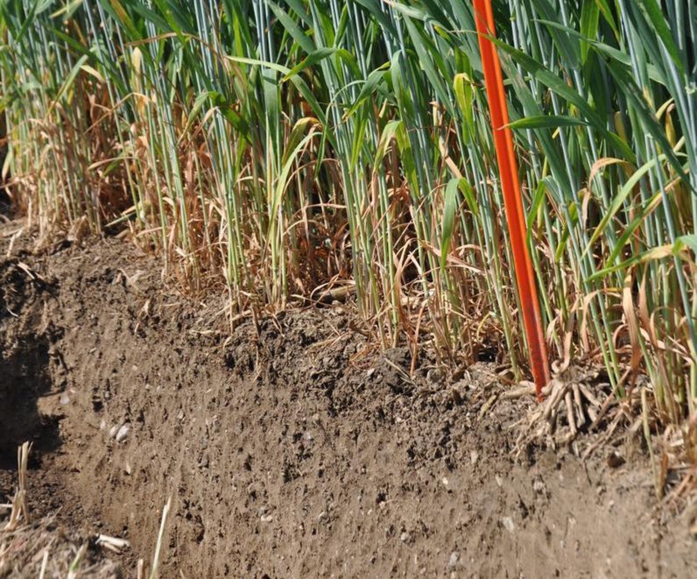 Böden können einen hohem Nutzen fürs Klima haben. (Bild zVg)