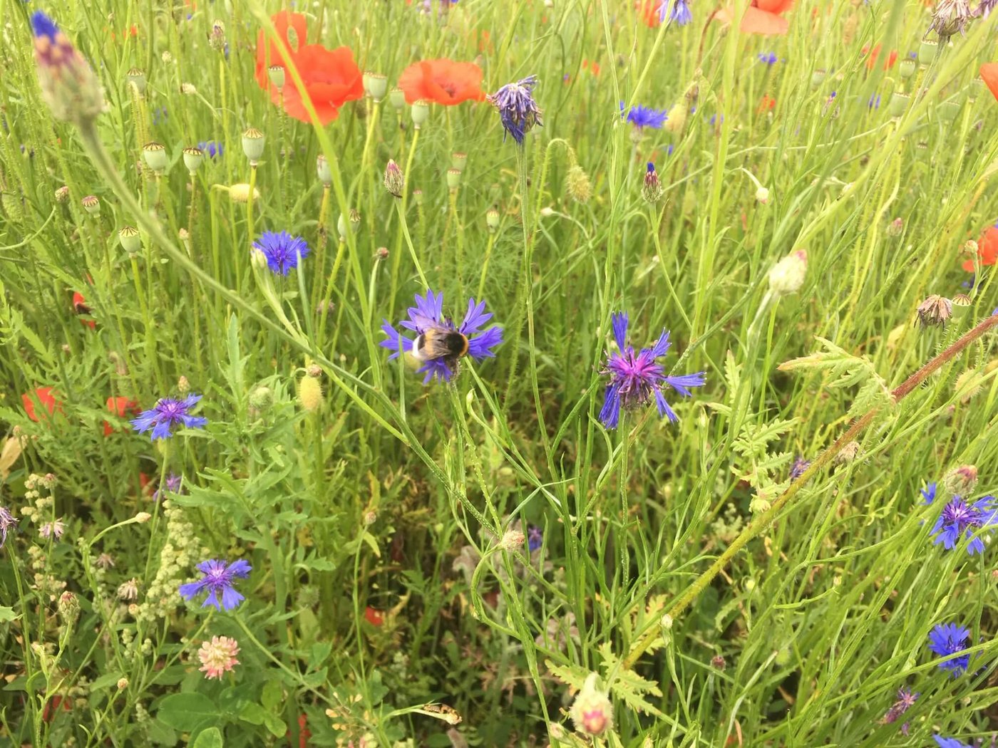 Bei der Ansaat kann man Blühstreifen gezielt auf die Förderung von Nützlingen ausrichten. (Bild jsc)