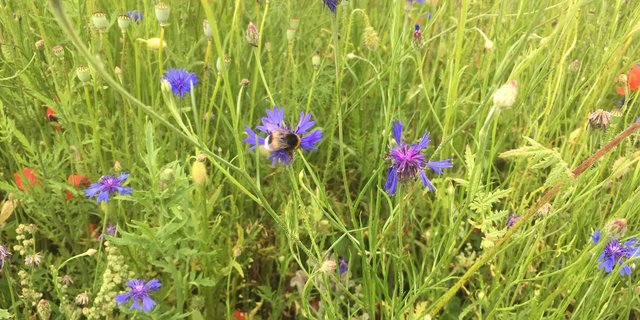 Bei der Ansaat kann man Blühstreifen gezielt auf die Förderung von Nützlingen ausrichten. (Bild jsc)