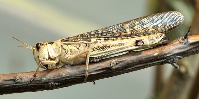 Die Wanderheuschrecke ist eine der als Lebensmittel zugelassenen Arten. (Bild Quartl/CC BY-SA 3.0) 