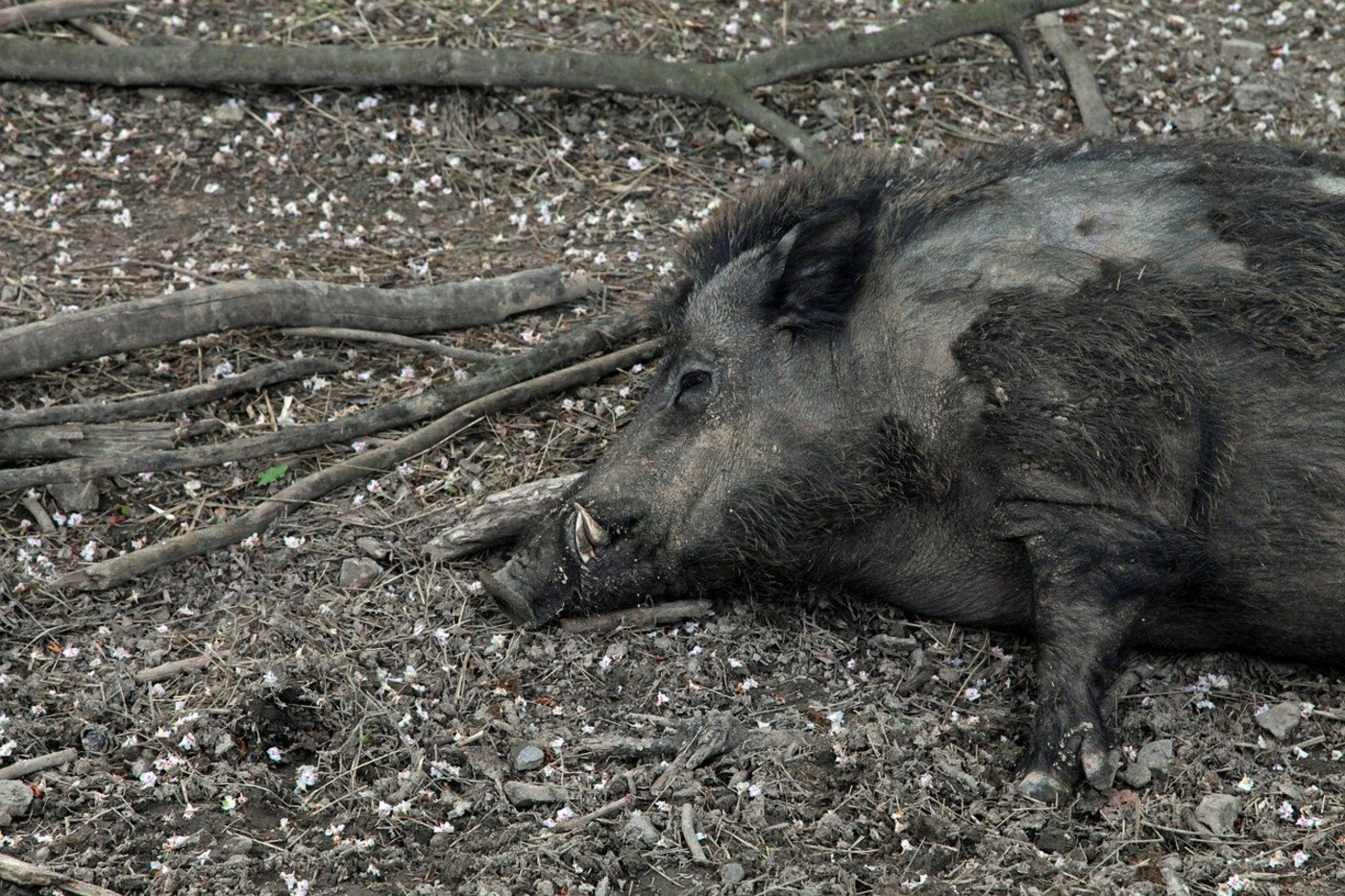 Die ASP endet für Schweine normalerweise tödlich. Daher wird nun intensiv nach Wildschweinkadavern gesucht. (Symbolbild Pixabay)
