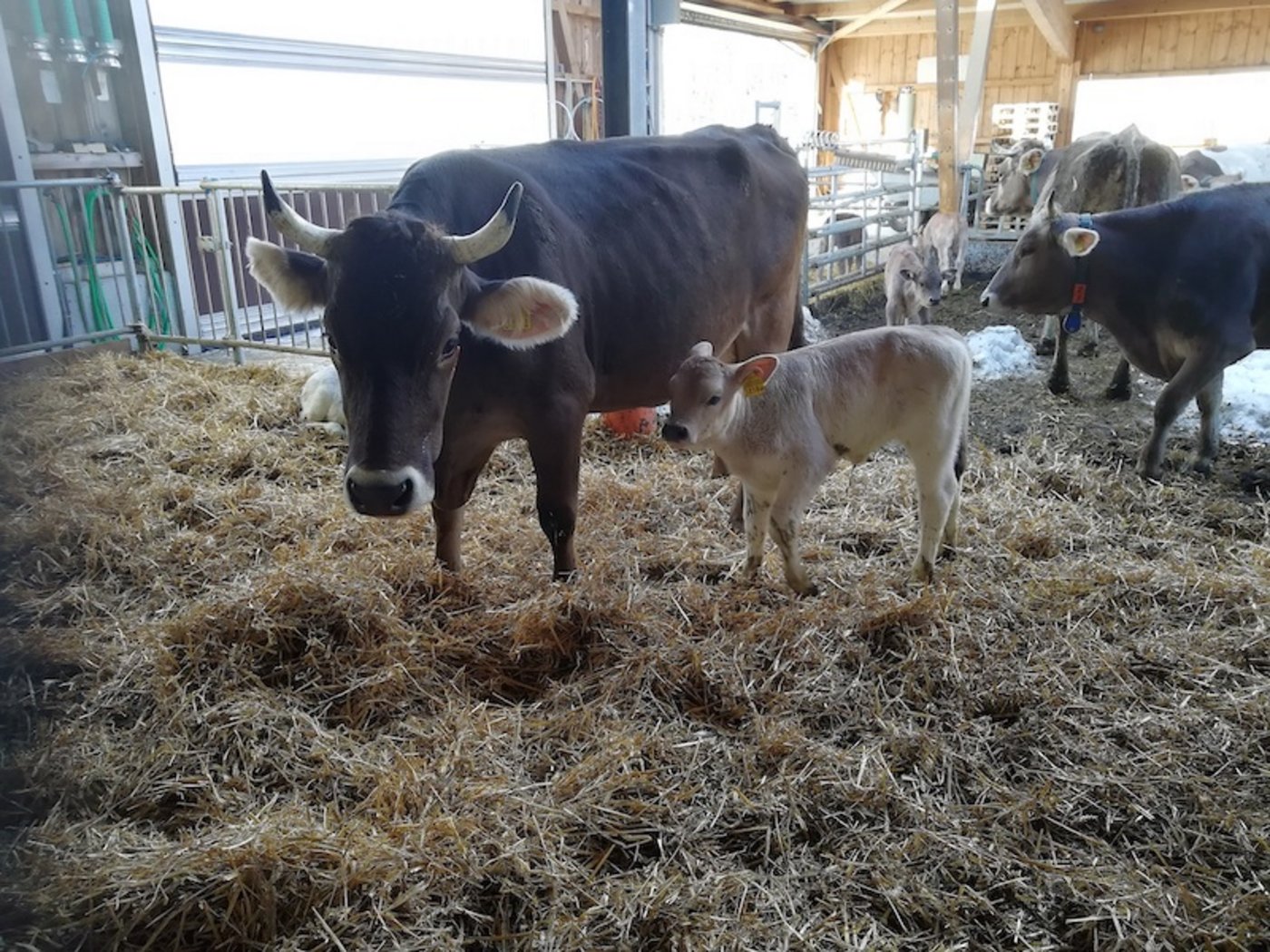 Mast von Kälbern an Müttern und Ammen: Wichtig ist eine angepasste Genetik, ein gutes Management und genügend Milch für die Kälber. (Bild FiBL / Claudia Schneider)