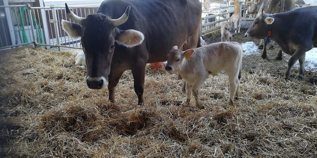 Mast von Kälbern an Müttern und Ammen: Wichtig ist eine angepasste Genetik, ein gutes Management und genügend Milch für die Kälber. (Bild FiBL / Claudia Schneider)