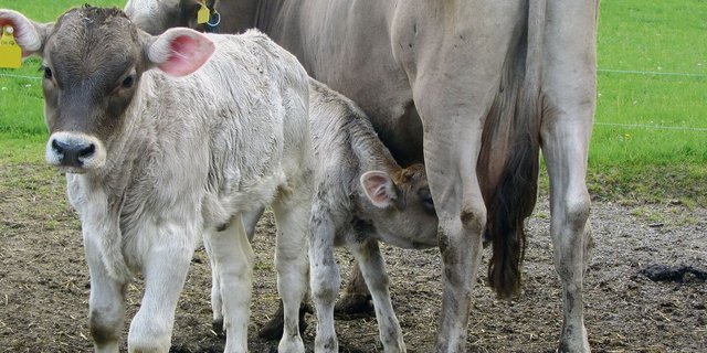 Wer mehr als ein Kalb pro Kuh und Jahr erfolgreich absetzen kann, hat mehr im Portemonnaie.