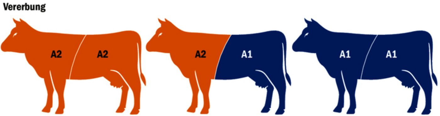 Genetisch können Kühe und Stiere entweder reinerbig A2- oder A1-Träger sein, oder aber mischerbig A2/A1-Gene haben. Wer konsequent A2-Stiere einsetzt, hat seine Herde rasch umgestellt. 