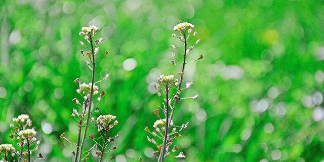 Es ist wieder da: Hirtentäschel ist schwer loszuwerden. Es sollte nicht absamen können, was aber schwer zu verhindern ist.