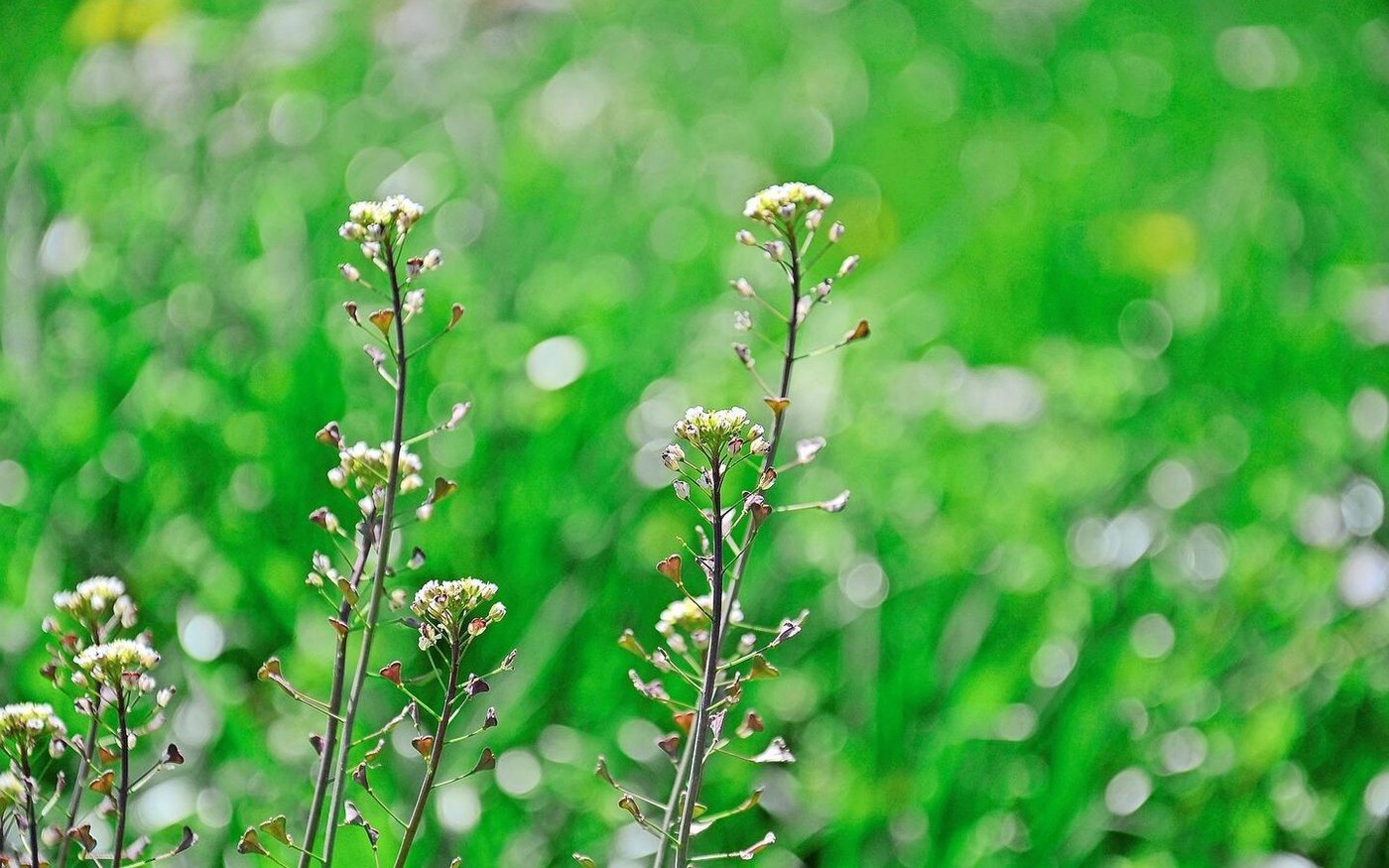 Es ist wieder da: Hirtentäschel ist schwer loszuwerden. Es sollte nicht absamen können, was aber schwer zu verhindern ist.