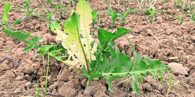 War das Herbizid für den Einsatz in dieser Kultur und auf dieser Parzelle zulässig? Weisen Laboranalysen von Boden oder Pflanzenmaterial aus der Kultur einen Mangel nach, drohen Kürzungen der Direktzahlungen.