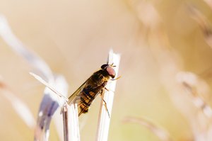 Schwebfliegen sind nützliche Mistbienen auf Reisen Das Erscheinungsbild der Schwebfliegen ist sehr unterschiedlich: Manche tarnen sich als gelb-schwarz gestreifte Wespen – so etwa die weitverbreitete Hainschwebfliege (Episyrphus balteatus). (Bild Will Hawkes)