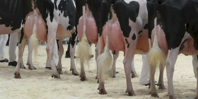 Insbesondere stark überfüllte Euter geben im Zusammenhang mit Viehausstellungen immer wieder Anlass zu Kritik. (Bild STS)