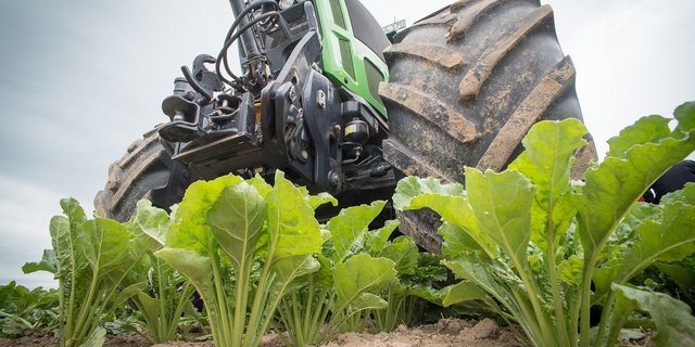 Philippe Egger sieht schwarz für den Zuckerrübenanbau, sollten nicht bald möglichst Alternativen den Anbau retten. (Bild Pixabay)