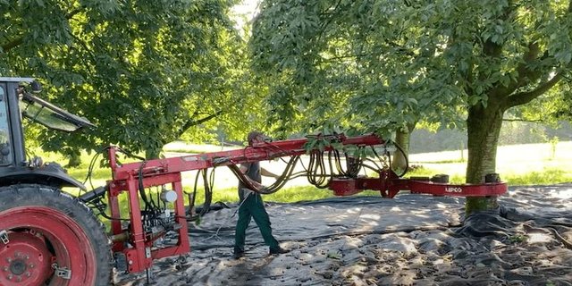 Mit einer Maschine werden die Kirschbäume geschüttelt und die herabfallenden Früchte am Boden auf Blachen gesammelt. (Bild akr)